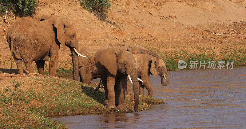 非洲象，loxodonta africana，群渡河，肯尼亚桑布鲁公园
